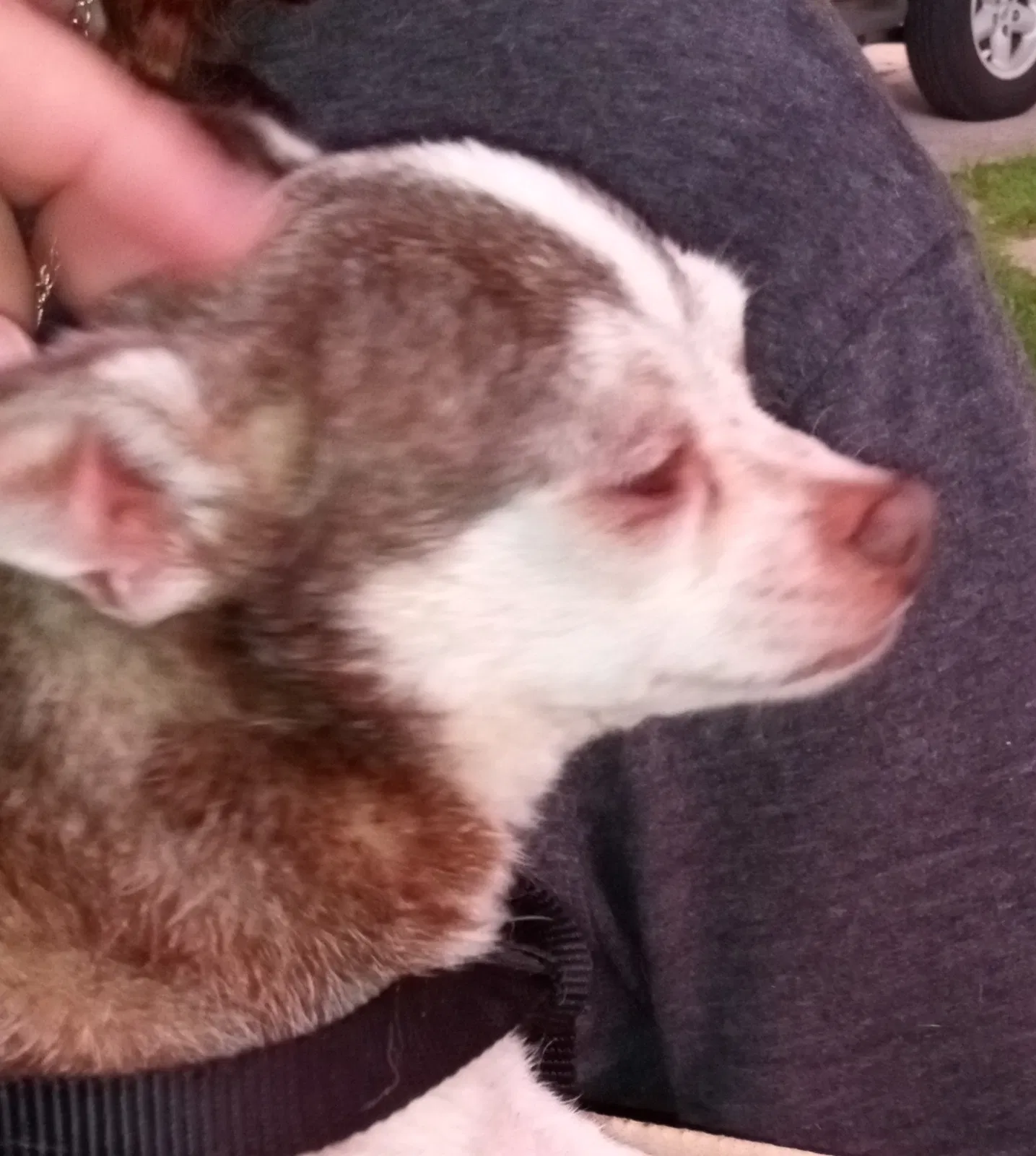 Found dog in New Port Richey, FL, 34652