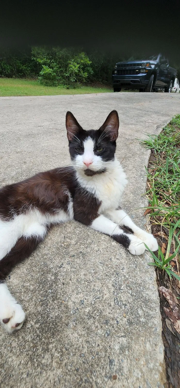 Found cat in Auburn, GA, 30011