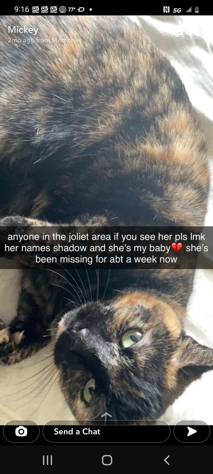 Lost cat in Joliet, IL, 60431
