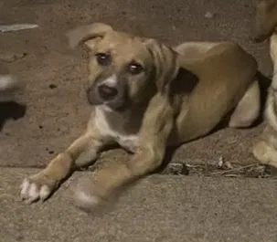 Lost dog in Fort Worth, TX, 76123