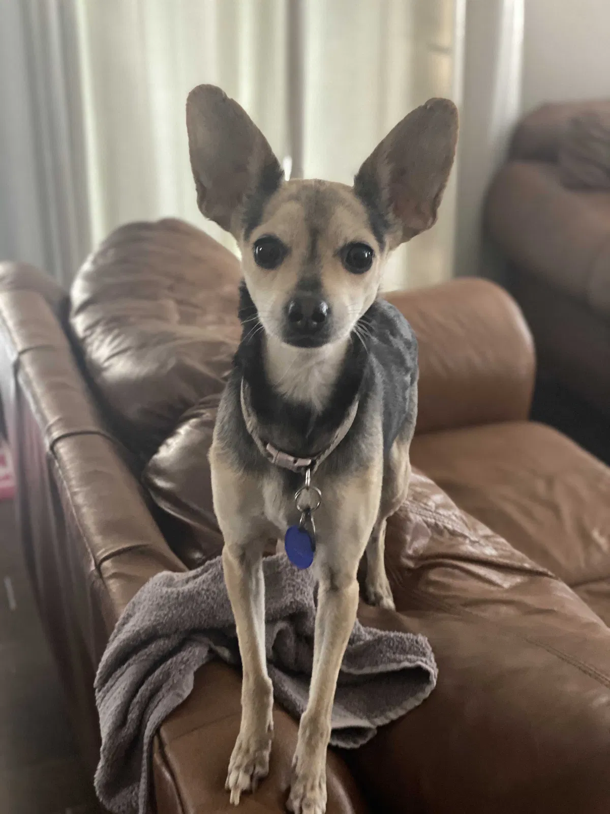 Lost dog in Riverside, CA, 92509