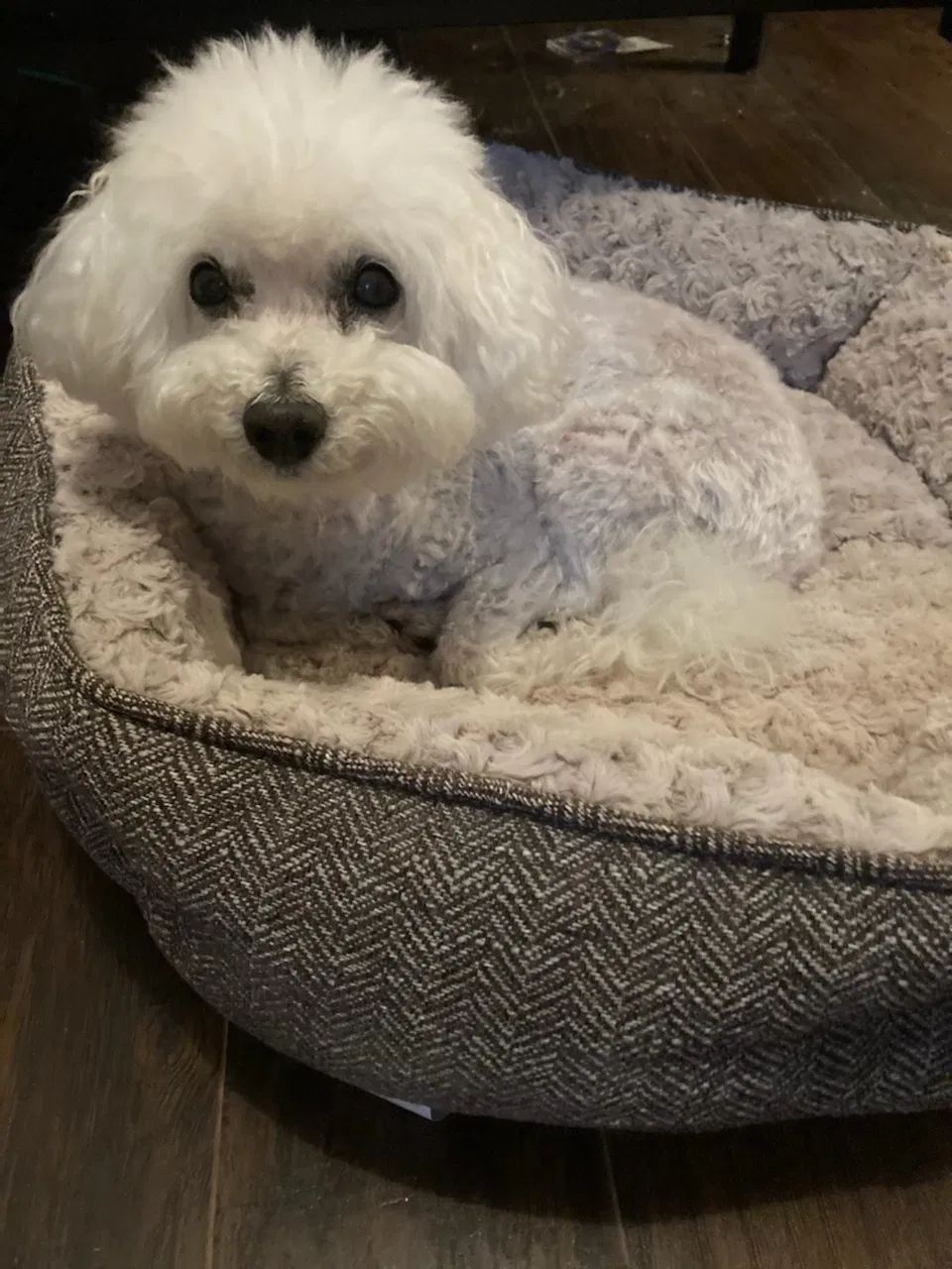 Lost dog in Katy, TX, 77494