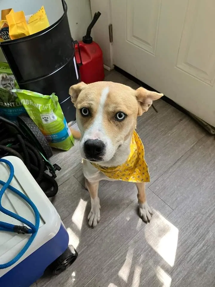Lost dog in Wichita, KS, 67214