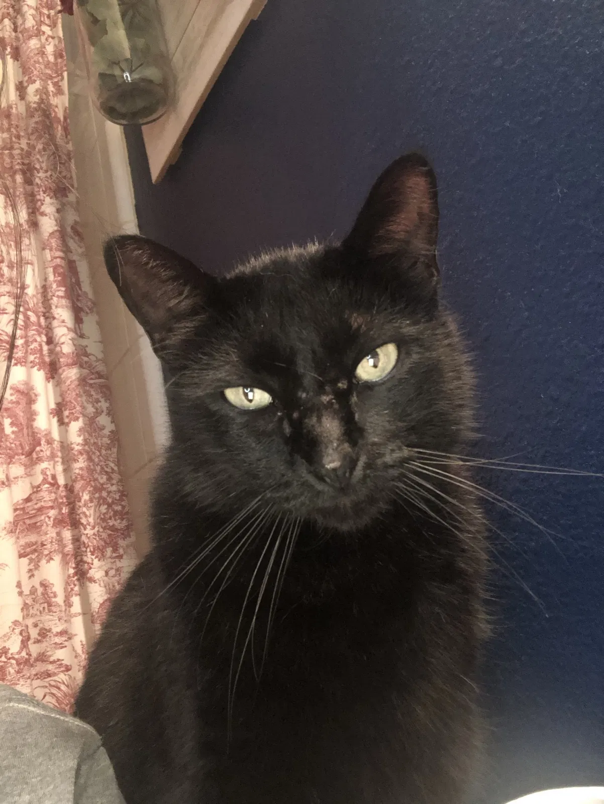 Lost cat in Cypress, TX, 77429