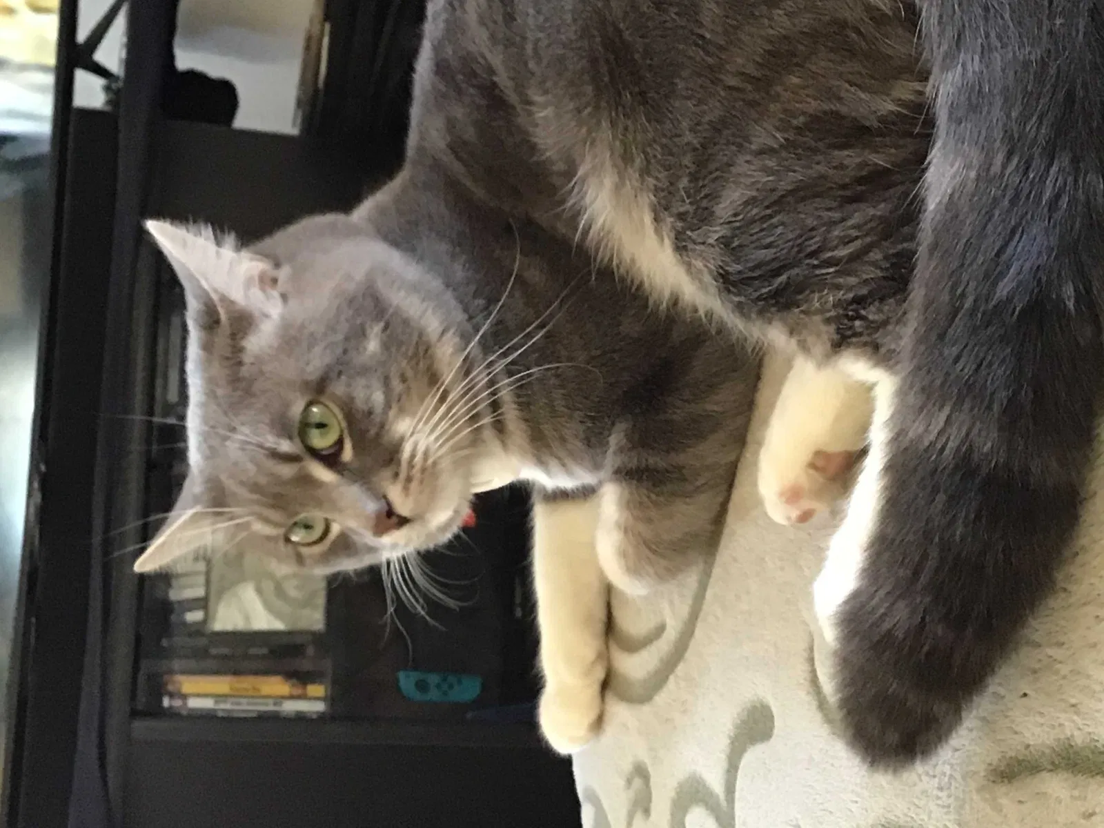 Lost cat in West Covina, CA, 91792
