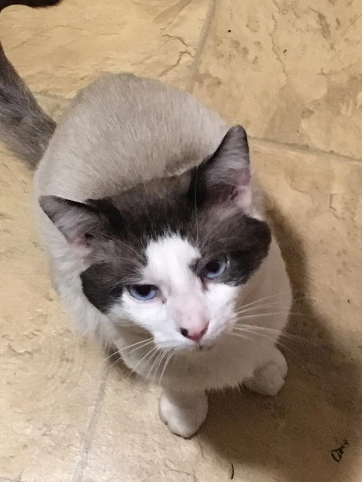 Lost cat in Elgin, IL, 60120