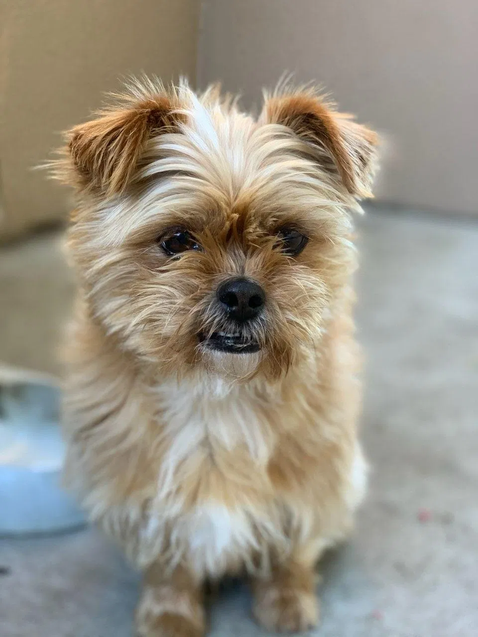 Lost dog in Salinas, CA, 93906