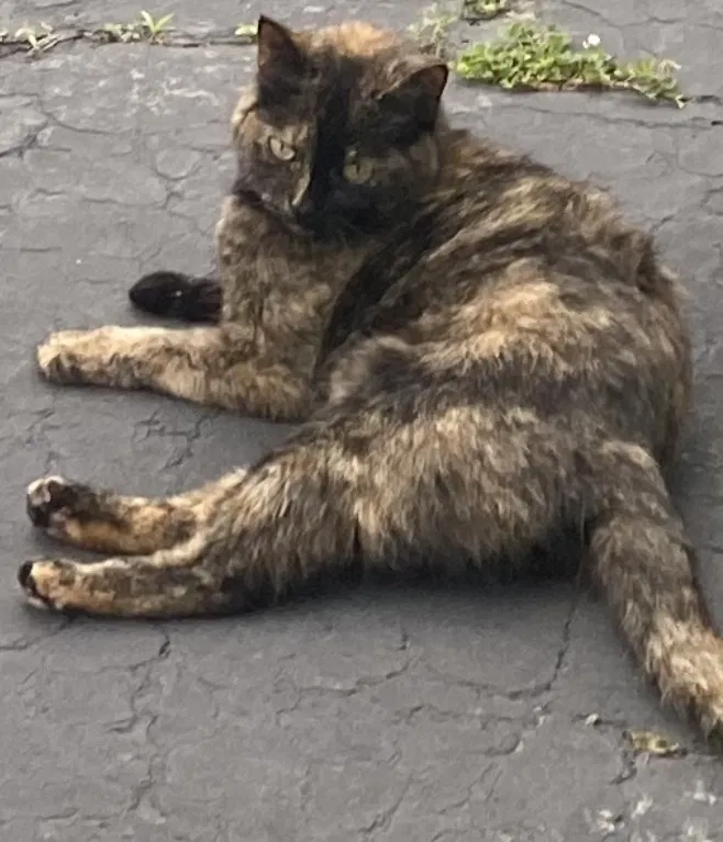 Lost cat in Indianapolis, IN, 46229