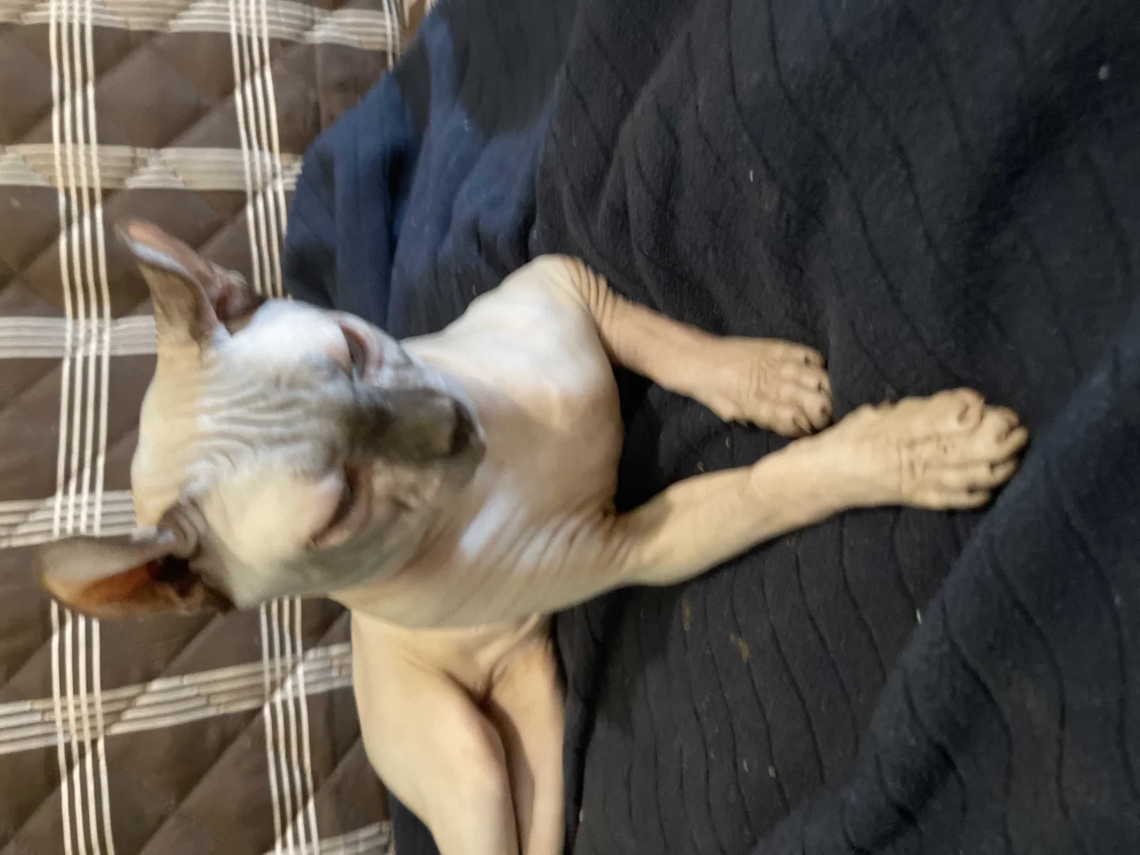 Lost cat in Flushing, NY, 11367