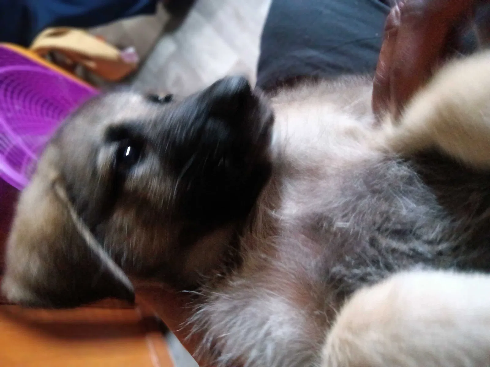 Lost dog in Dickinson, TX, 77539