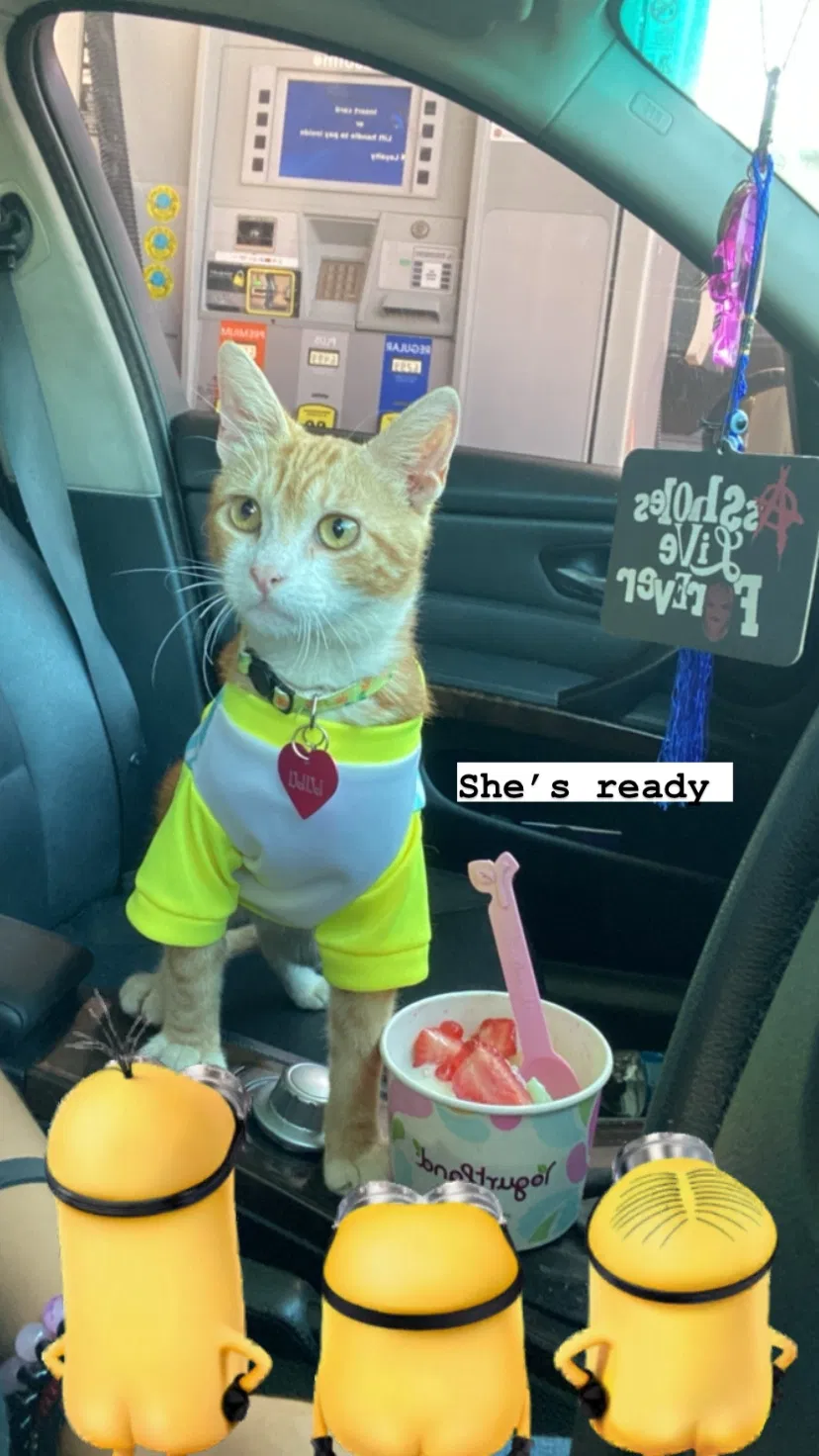 Lost cat in Inglewood, CA, 90301