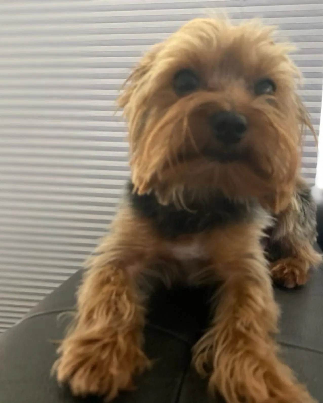 Lost dog in Fort Lauderdale, FL, 33312