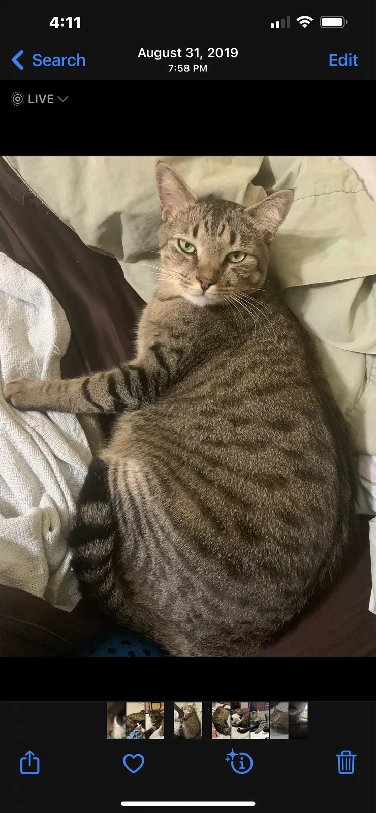 Lost cat in Zephyrhills, FL, 33541
