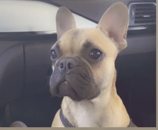 Lost dog in South Gate, CA, 90280