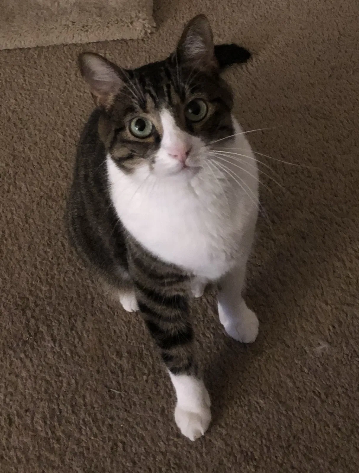 Lost cat in Charleston, SC, 29406