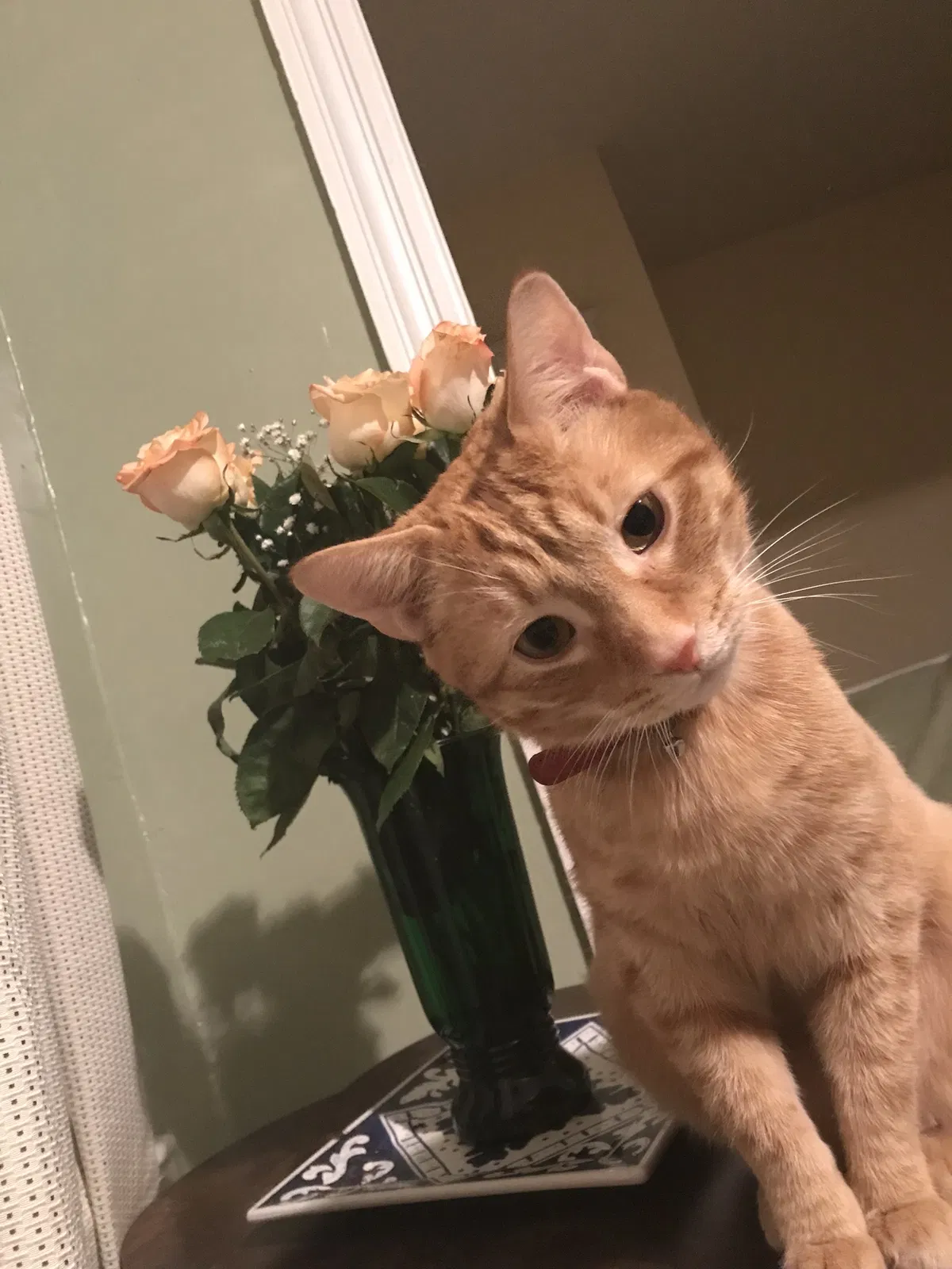 Lost cat in Englewood Cliffs, NJ, 7632
