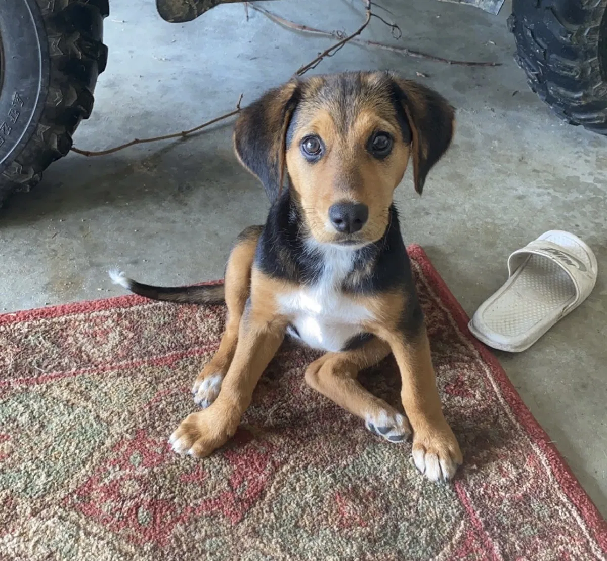 Lost dog in Laurelville, OH, 43135