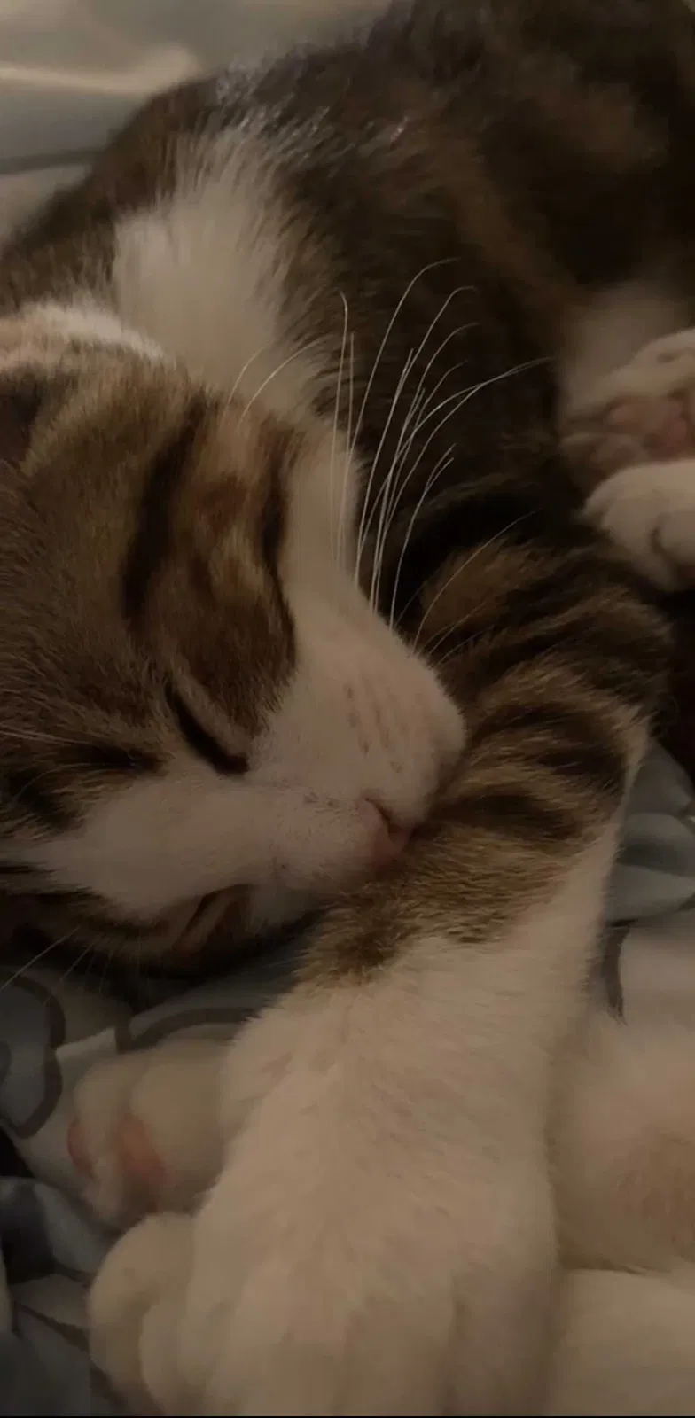 Lost cat in Pleasant Prairie, WI, 53158