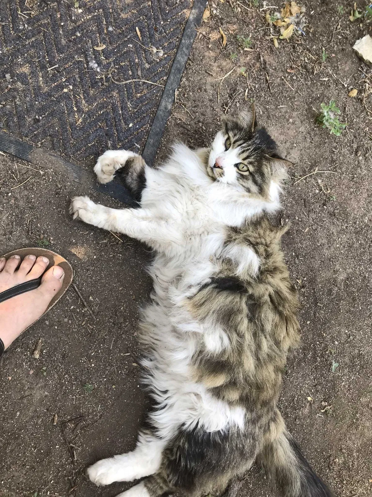 Lost cat in Colorado Springs, CO, 80915