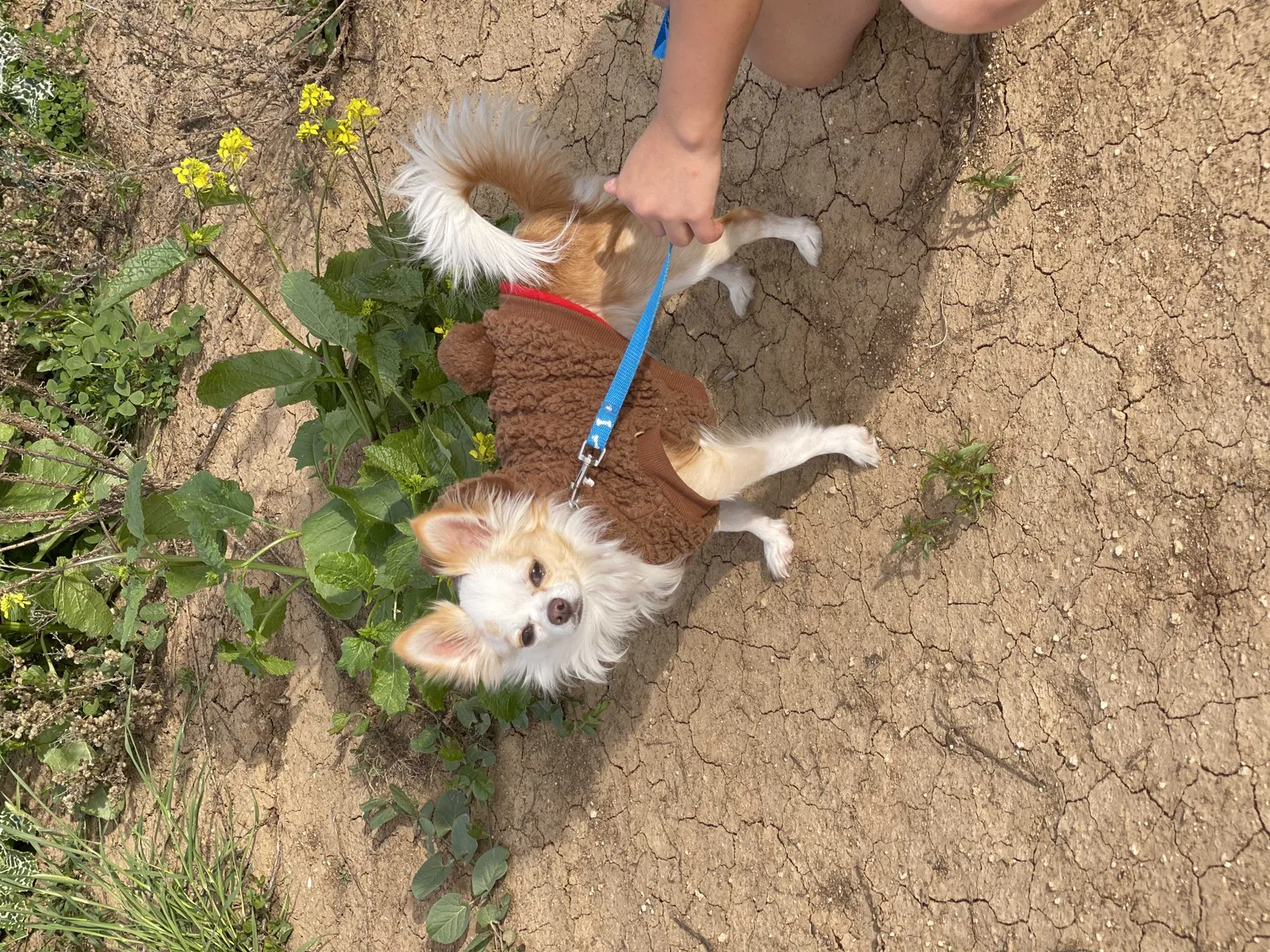 Lost dog in Merced, CA, 95348