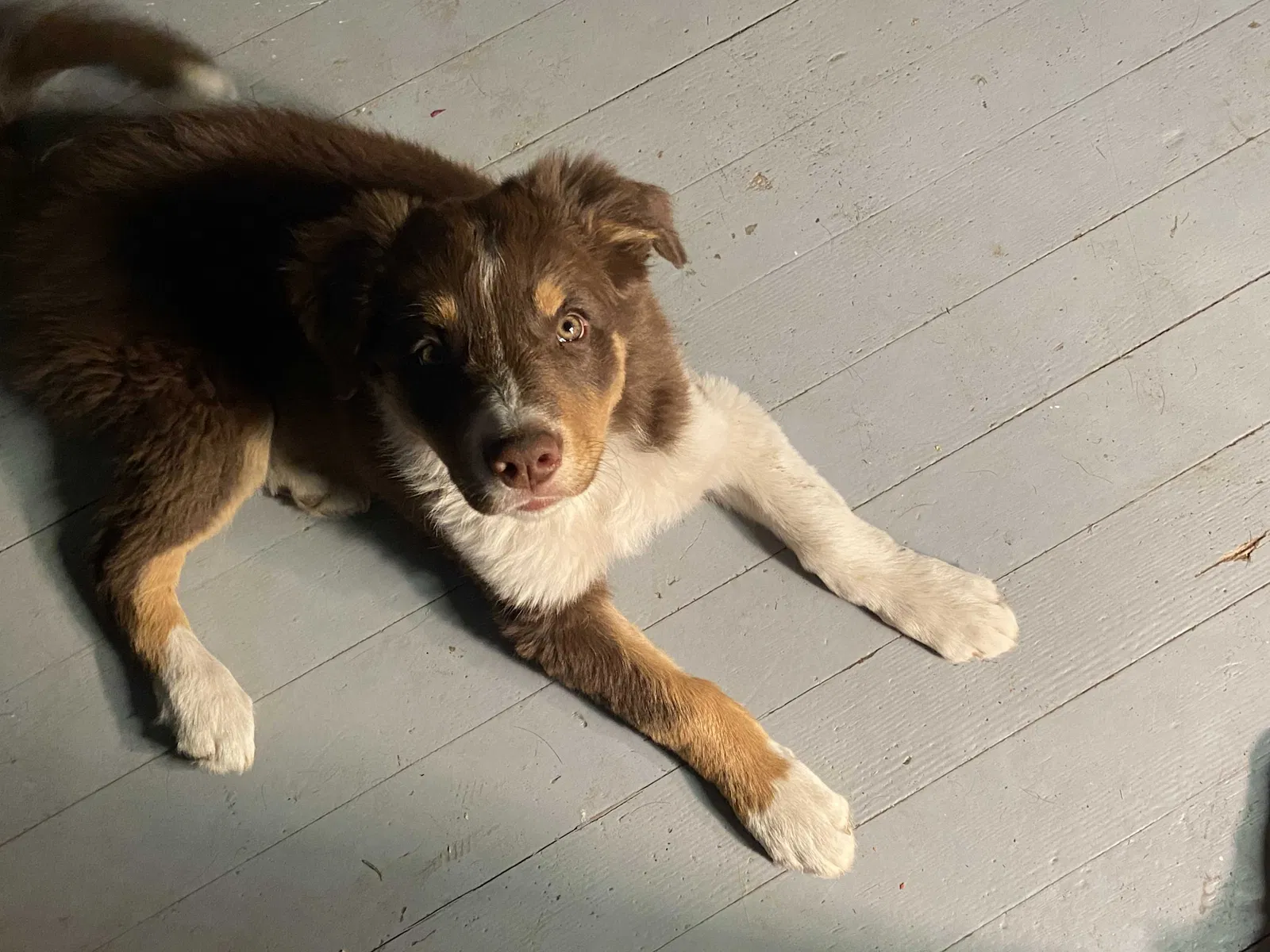 Lost dog in Woodland Park, CO, 80863