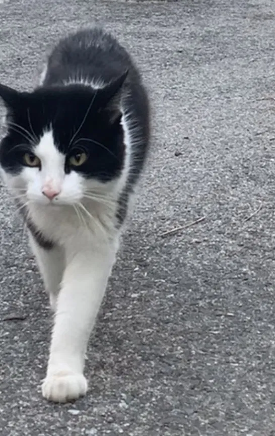 Found cat in Worcester, MA, 1610