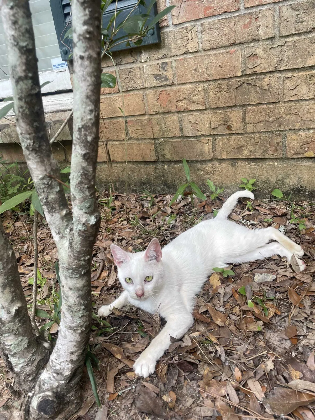 Lost cat in Mandeville, LA, 70448