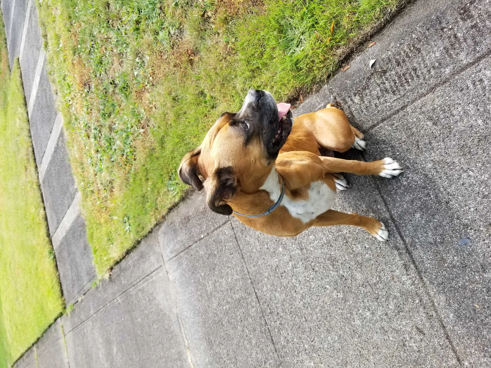 Found dog in Longview, WA, 98632