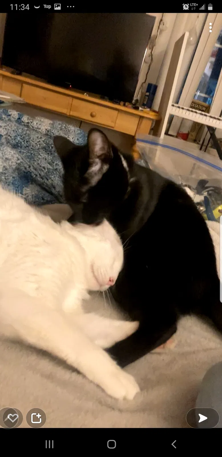 Lost cat in Eugene, OR, 97401