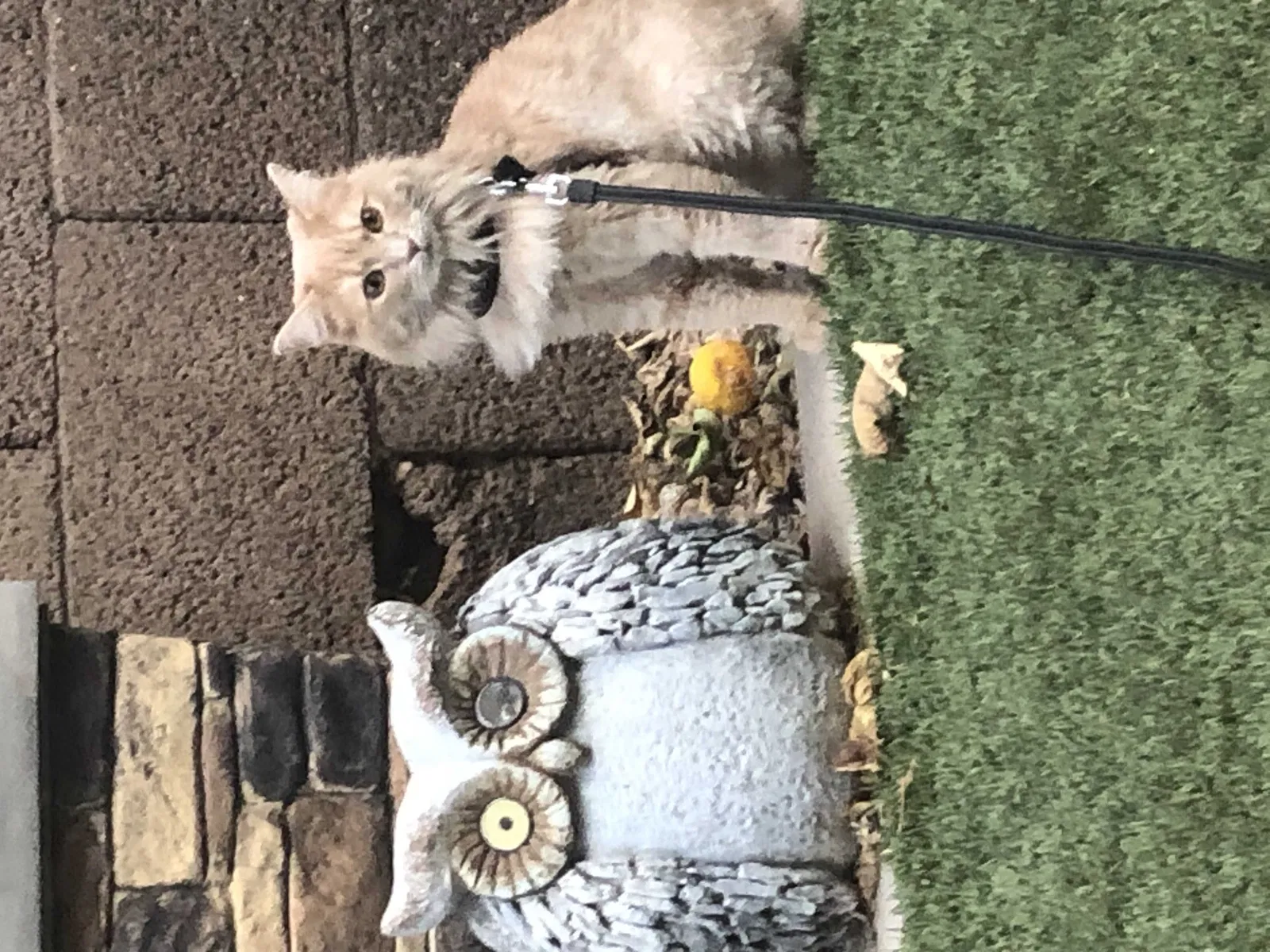 Lost cat in Phoenix, AZ, 85048