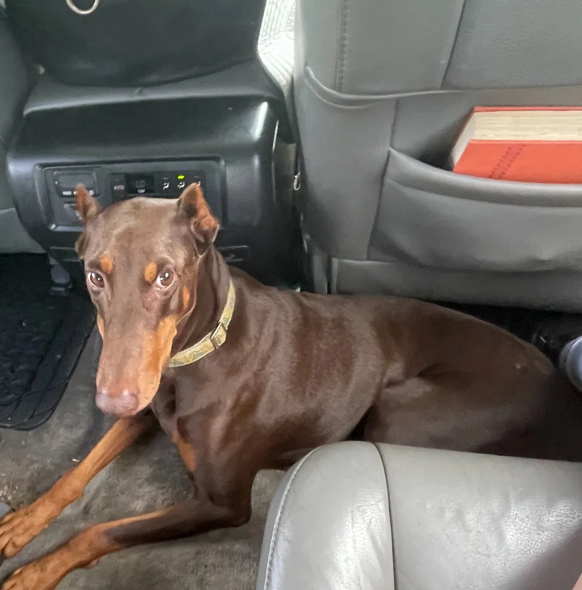 Lost dog in Clemson, SC, 29631
