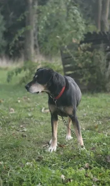 Lost dog in Berrien Springs, MI, 49103