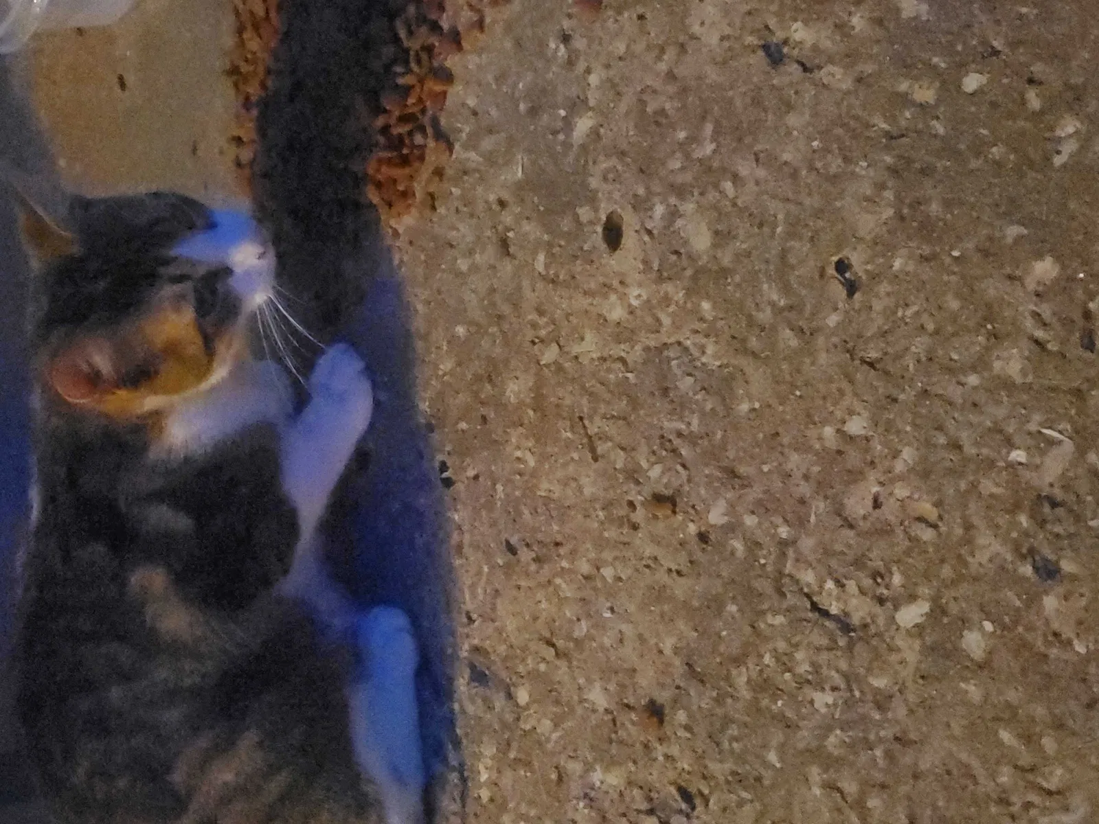 Found cat in Chico, TX, 76431