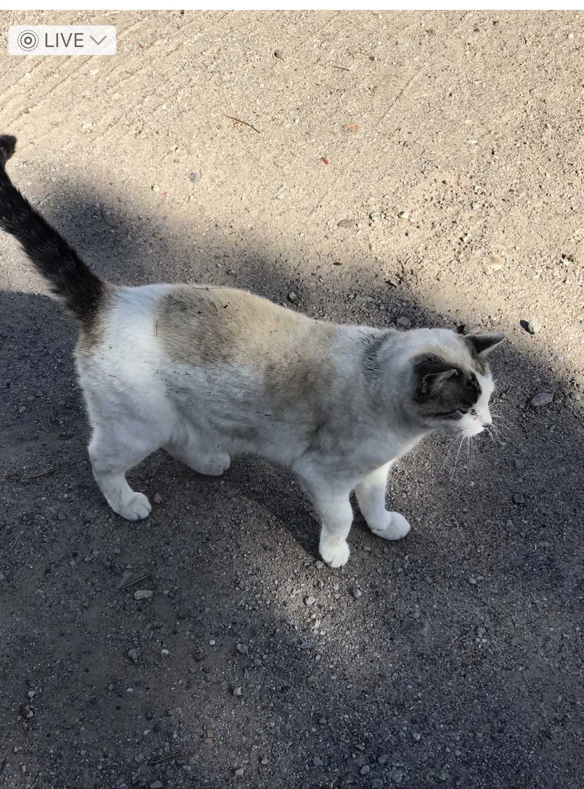 Lost cat in Las Cruces, NM, 88012