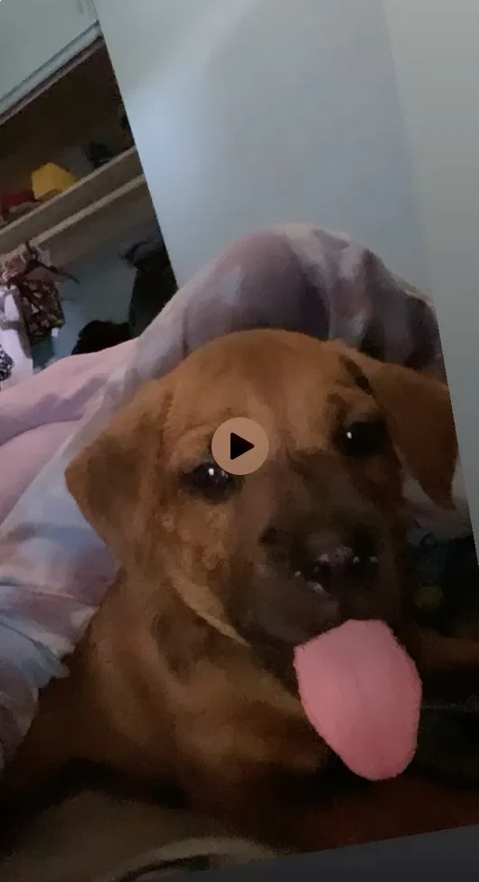 Lost dog in West Palm Beach, FL, 33409