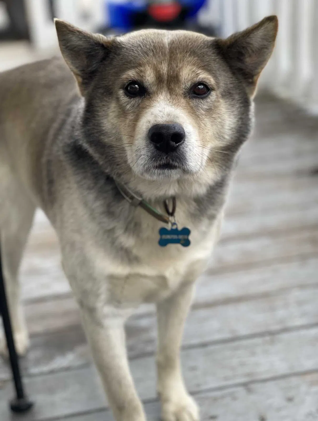 Lost dog in Ellenboro, NC, 28040