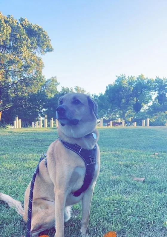Lost dog in Modesto, CA, 95358