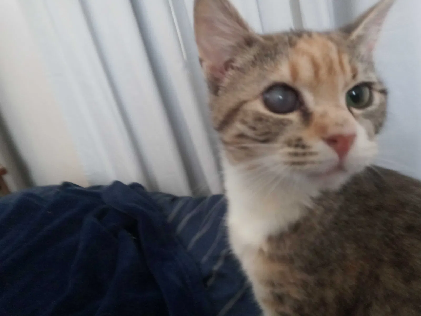 Lost cat in Silver Spring, MD, 20902