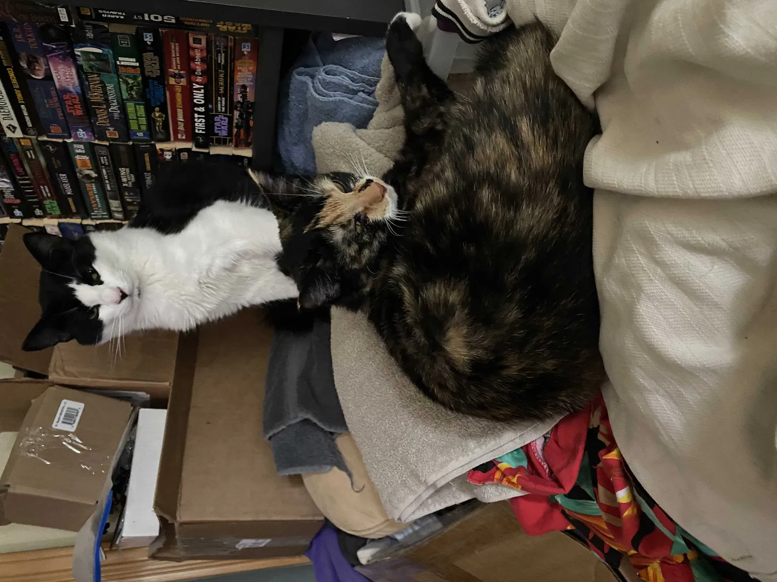 Lost cat in Sherwood, OR, 97140