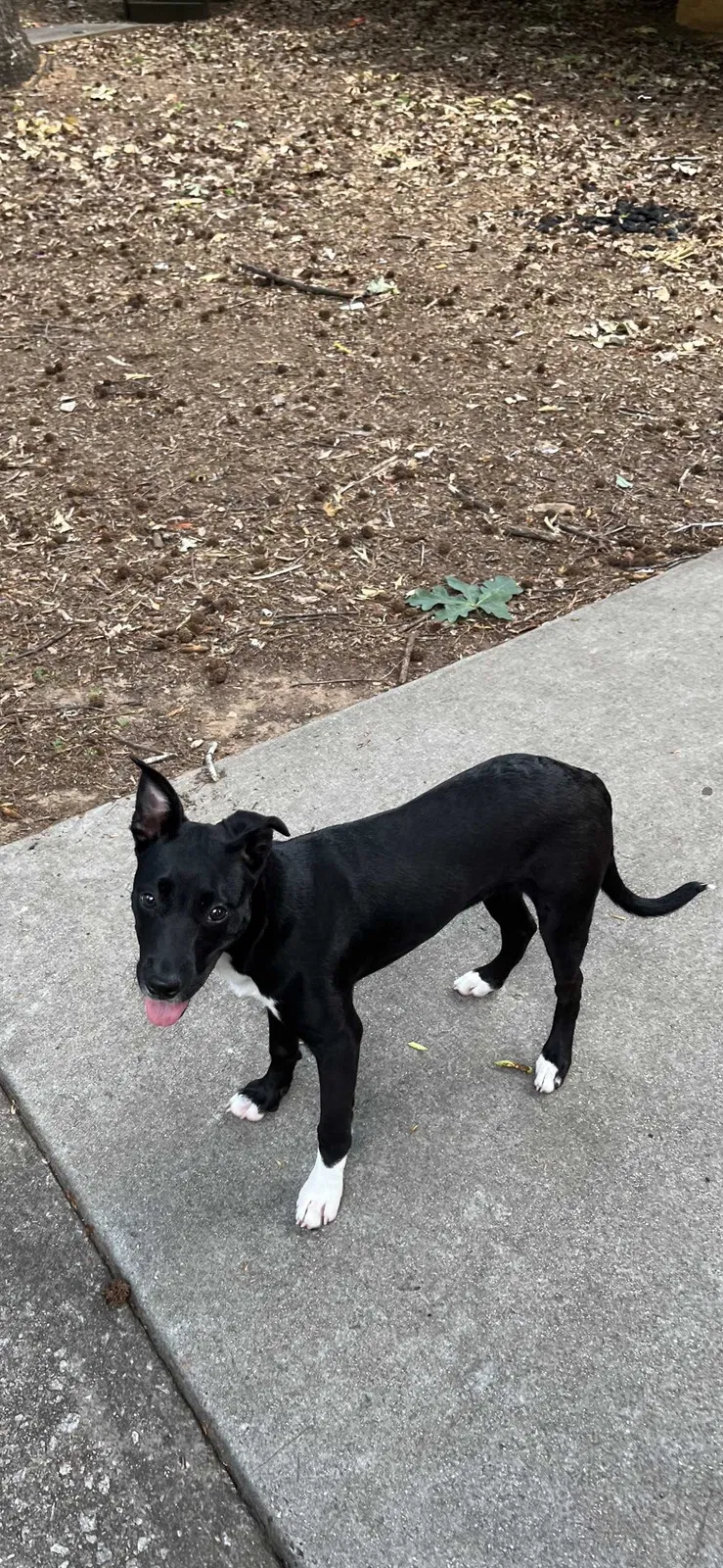 Lost dog in Decatur, GA, 30032