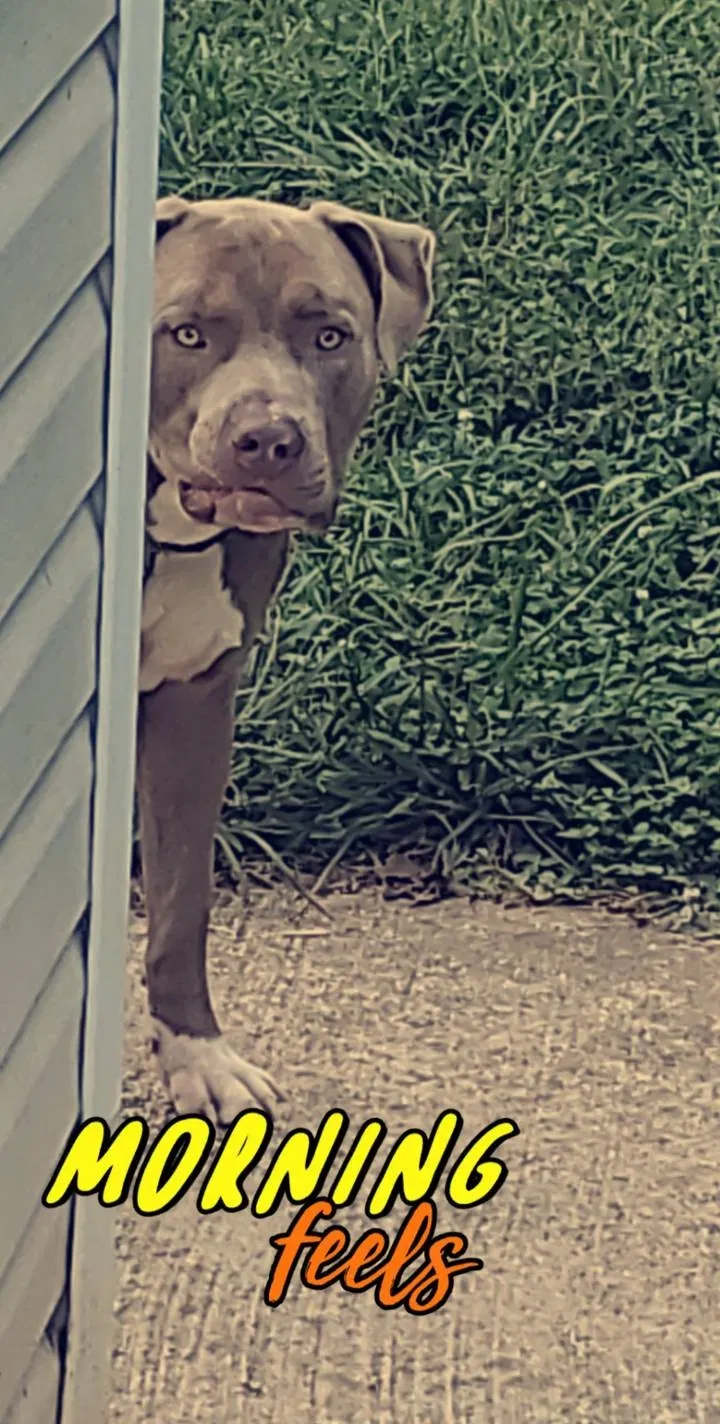 Lost dog in De Soto, MO, 63020
