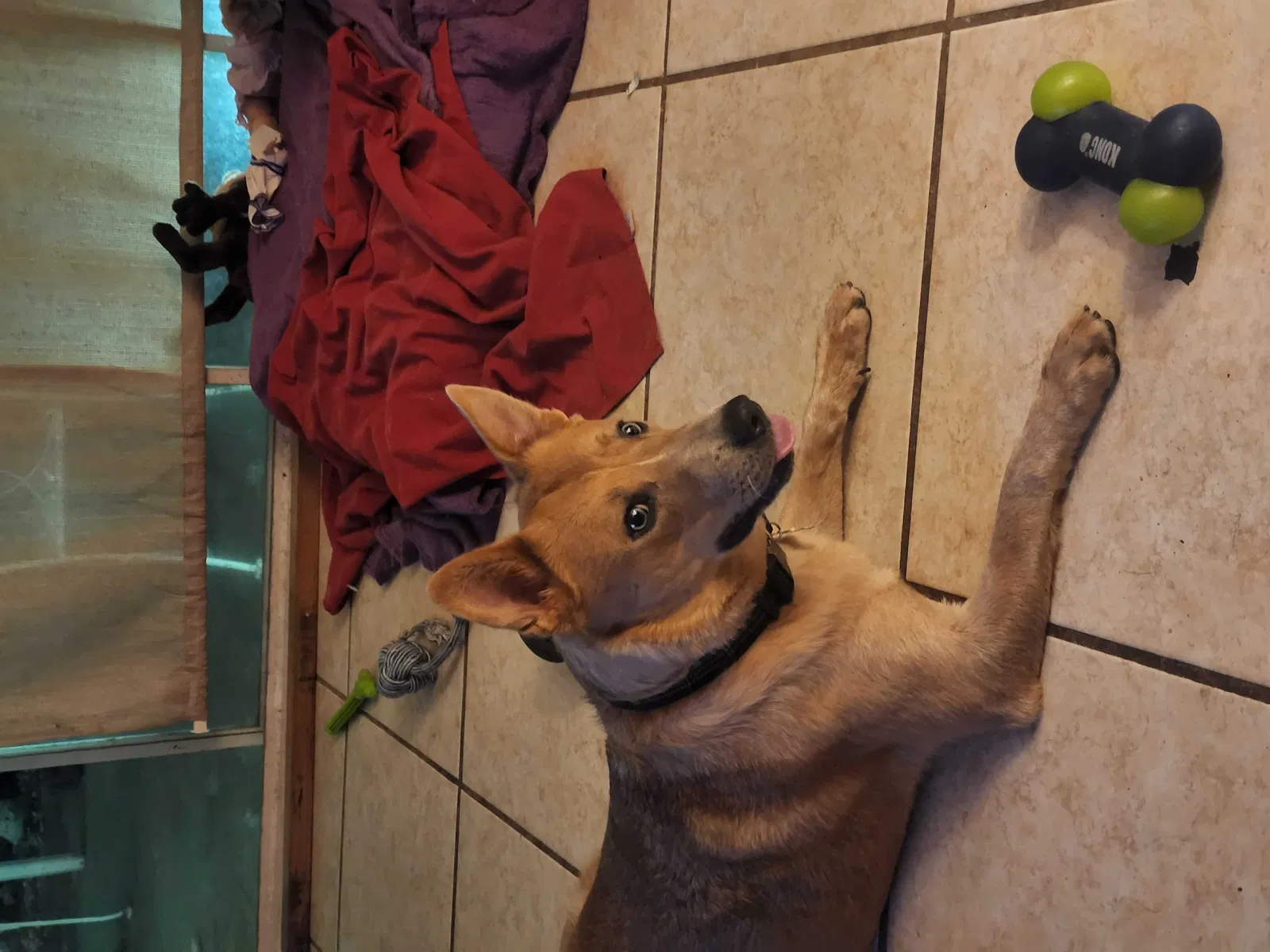 Lost dog in Sun City Center, FL, 33573