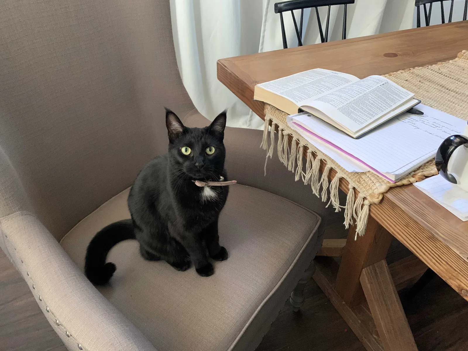 Lost cat in Roseville, CA, 95678
