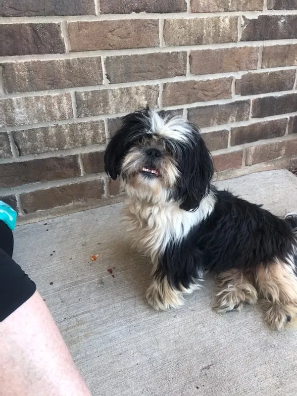 Found dog in Bethany, OK, 73008