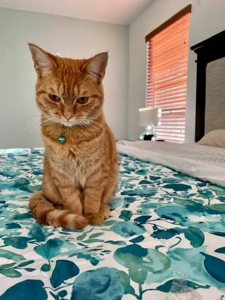 Lost cat in San Antonio, TX, 78232