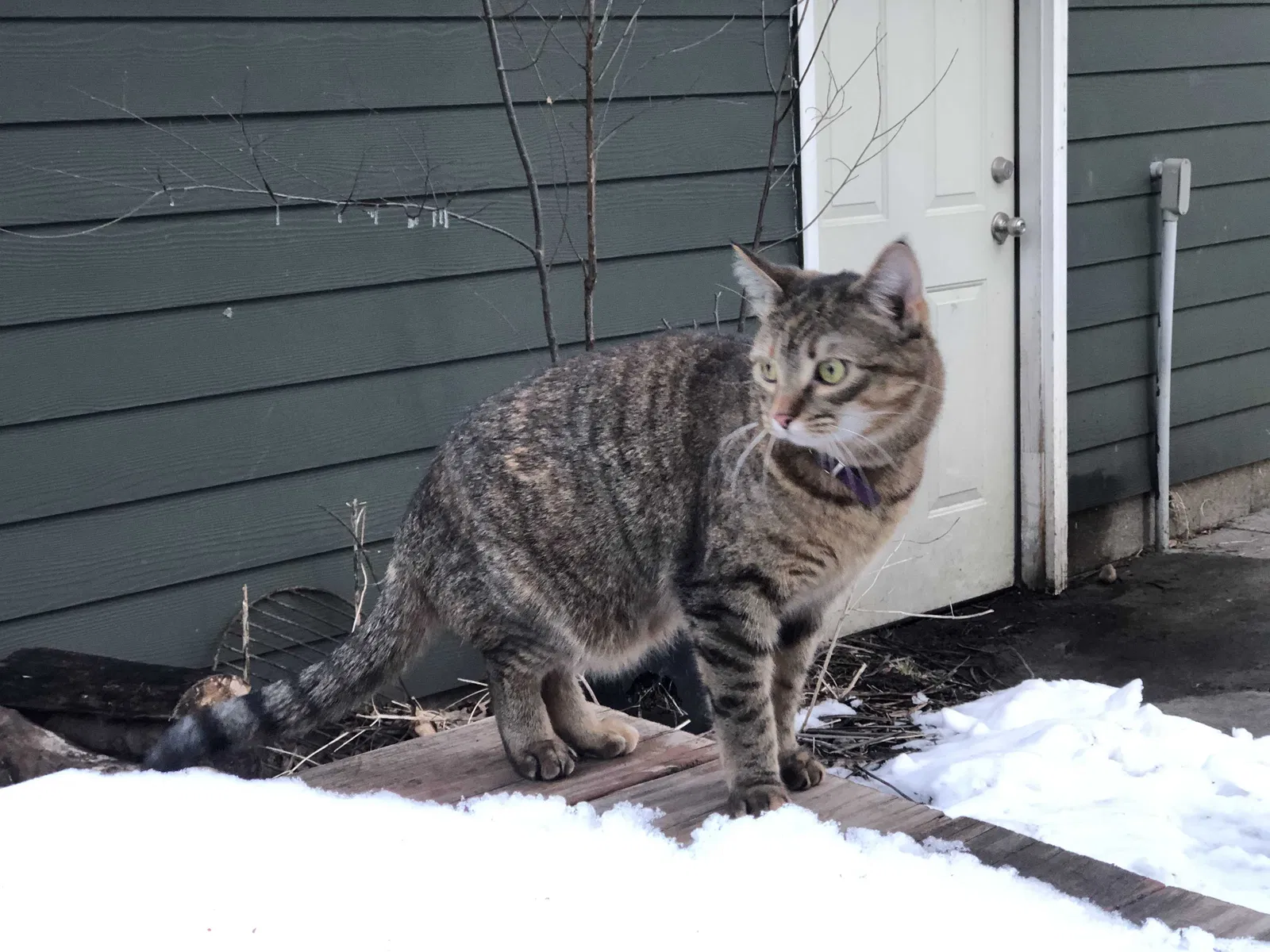 Lost cat in Lake Elmo, MN, 55042