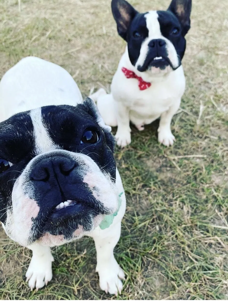 Lost dog in Katy, TX, 77449