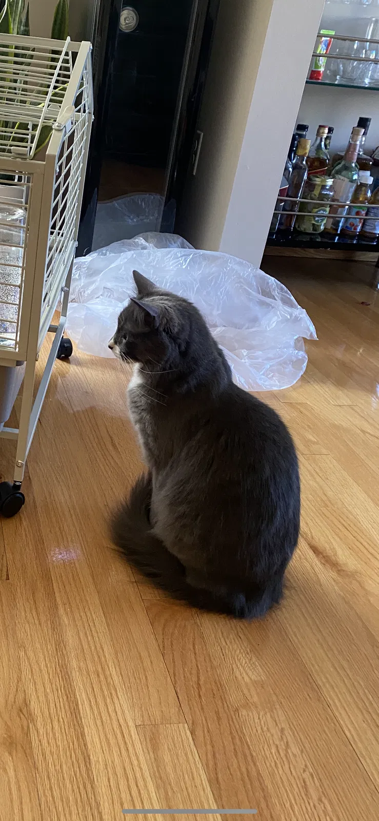 Lost cat in Garfield, NJ, 7026