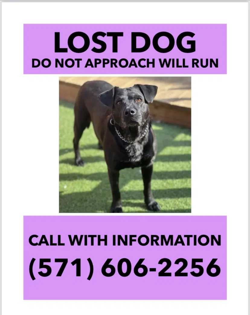 Lost dog in Portland, OR, 97219