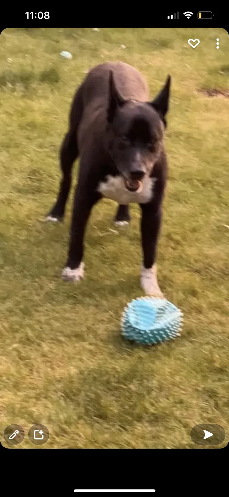 Lost dog in Greeley, CO, 80634